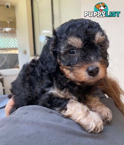 Adorable Cavoodle puppies for sale!