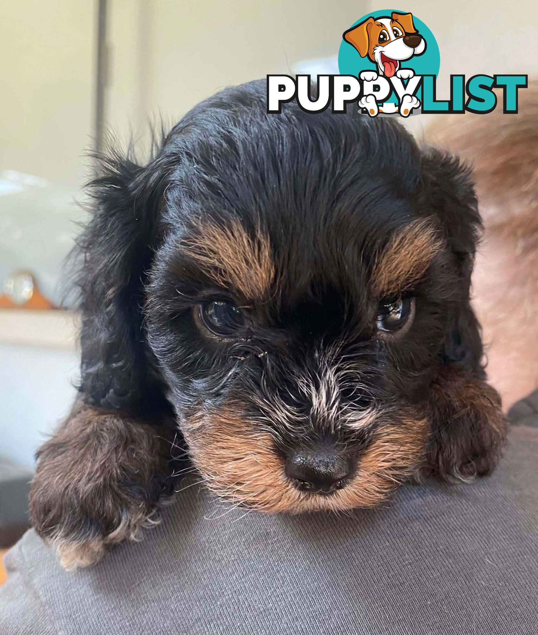 Adorable Cavoodle puppies for sale!