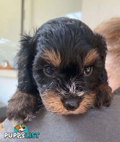 Adorable Cavoodle puppies for sale!