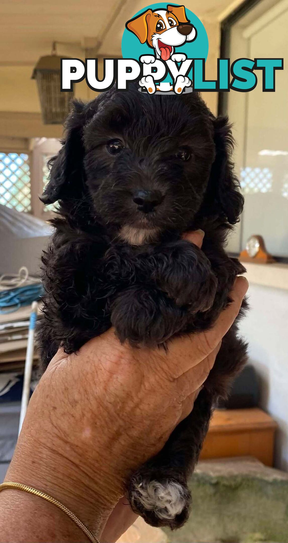 Adorable Cavoodle puppies for sale!