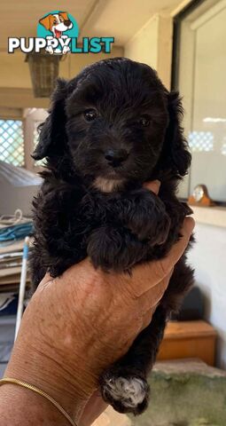 Adorable Cavoodle puppies for sale!