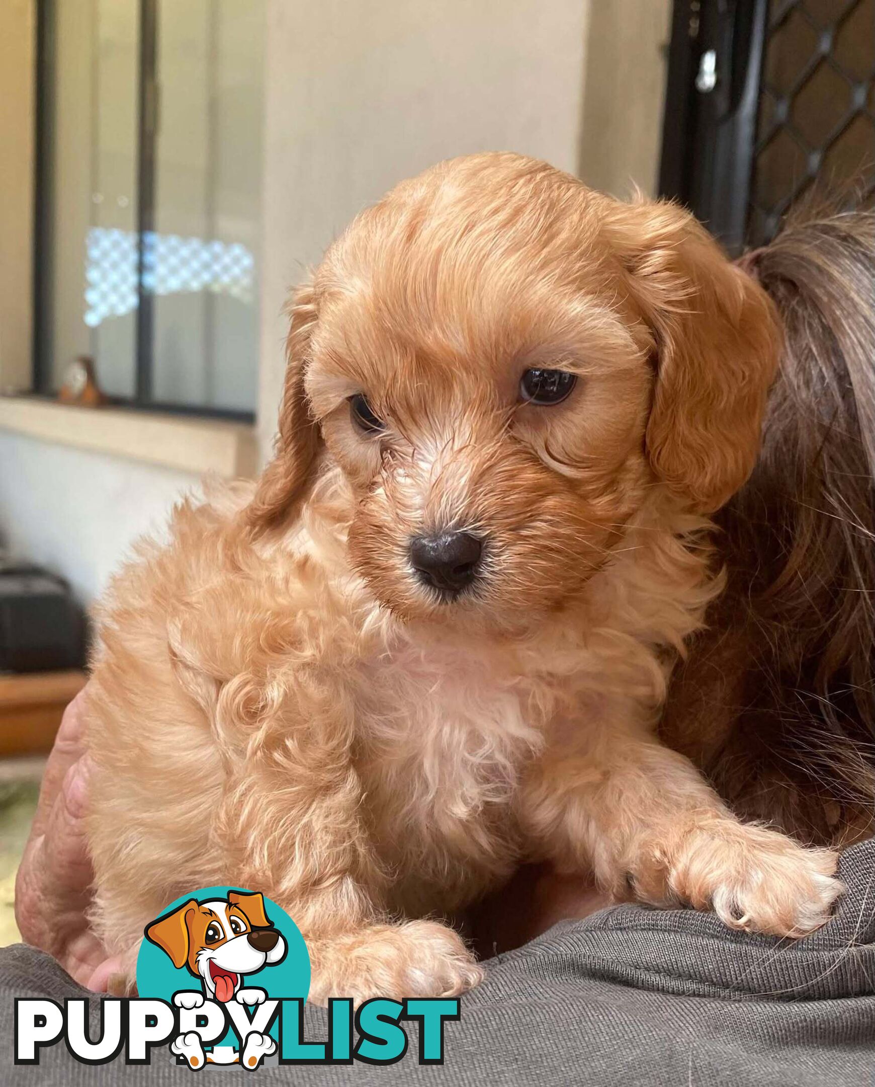 Adorable Cavoodle puppies for sale!