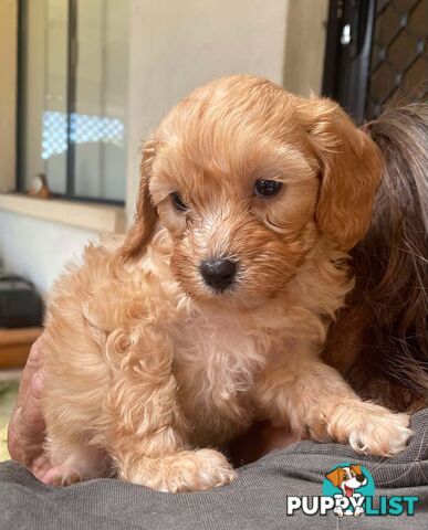 Adorable Cavoodle puppies for sale!