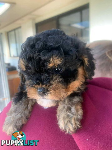 Adorable Cavoodle puppies for sale!