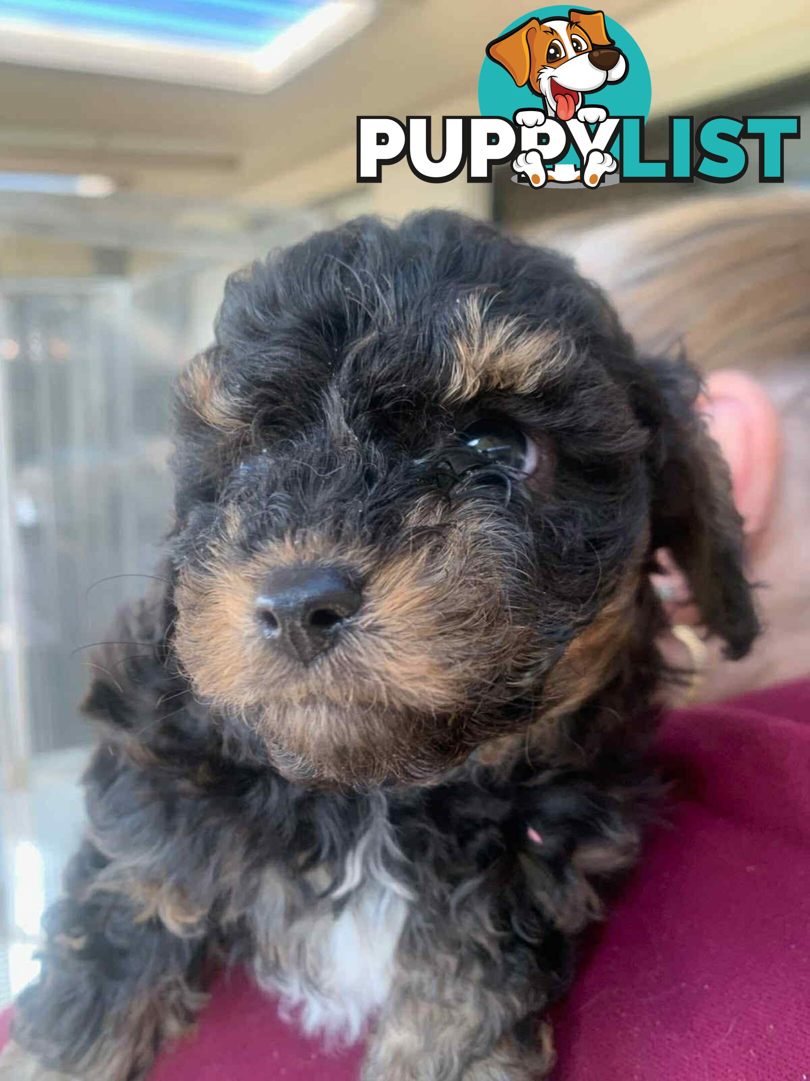 Adorable Cavoodle puppies for sale!