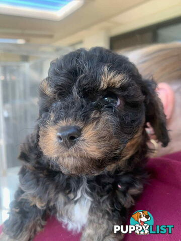 Adorable Cavoodle puppies for sale!