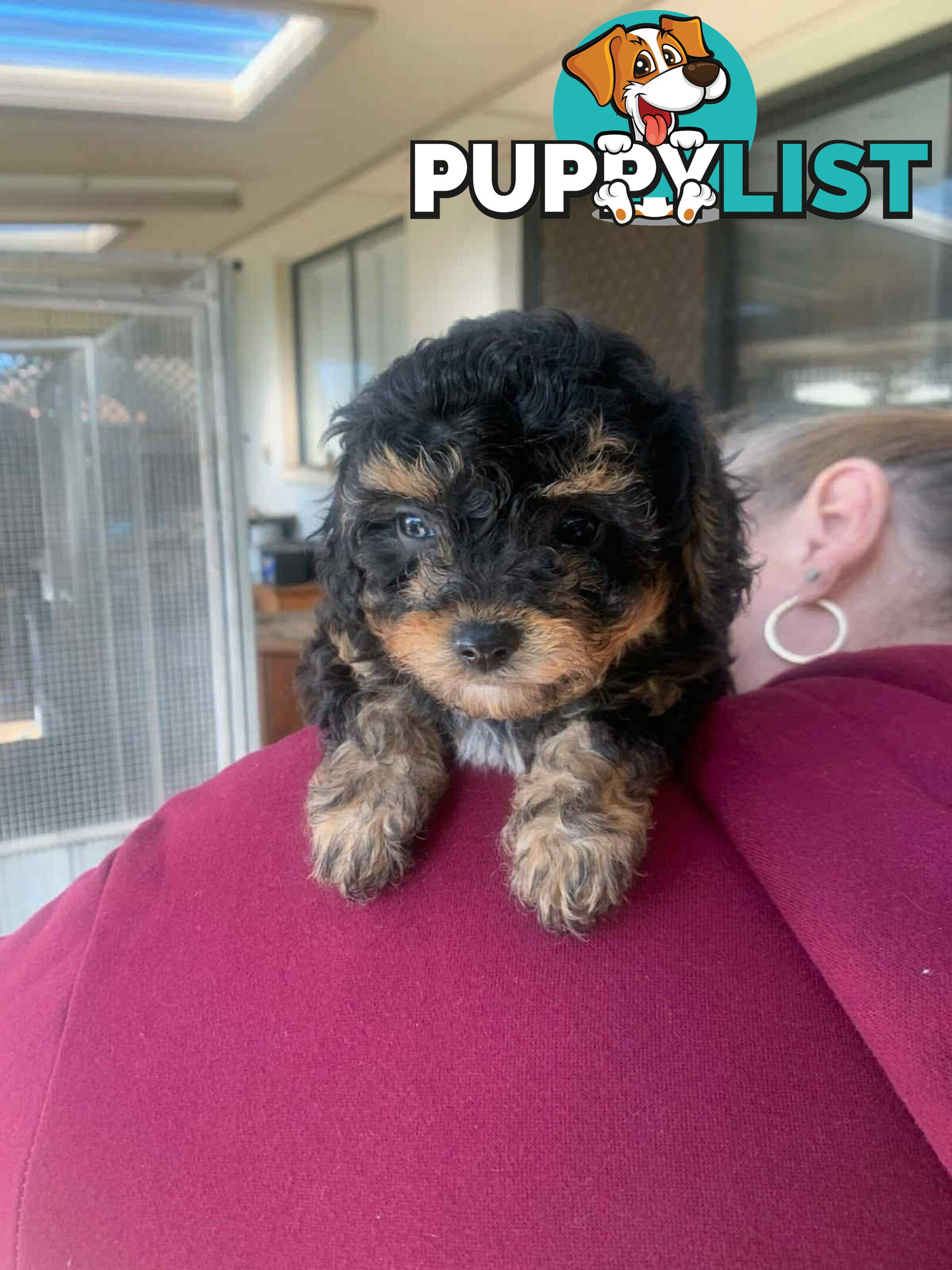 Adorable Cavoodle puppies for sale!