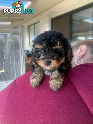 Adorable Cavoodle puppies for sale!