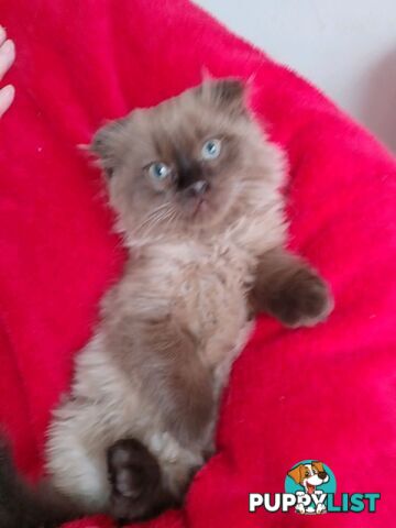 5 Ragdoll X Scottish fold/Persian kittens!