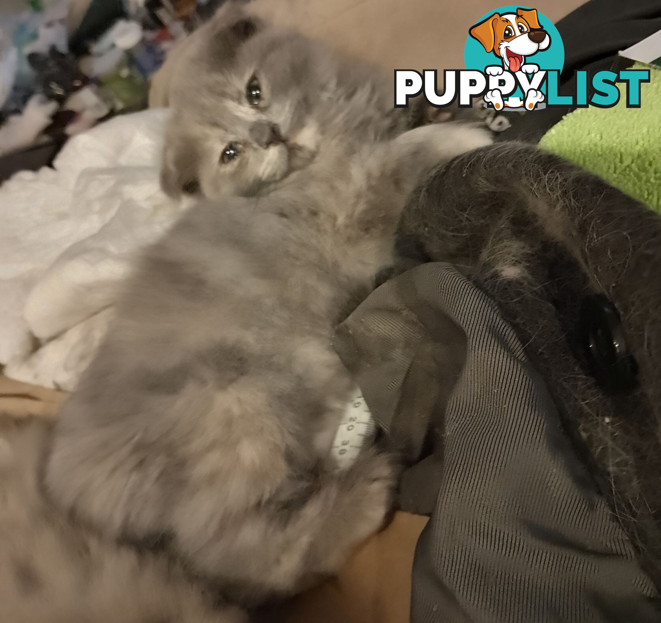 6 Ragdoll X Scottish fold/Persian kittens ready!