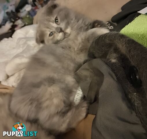 6 Ragdoll X Scottish fold/Persian kittens ready!