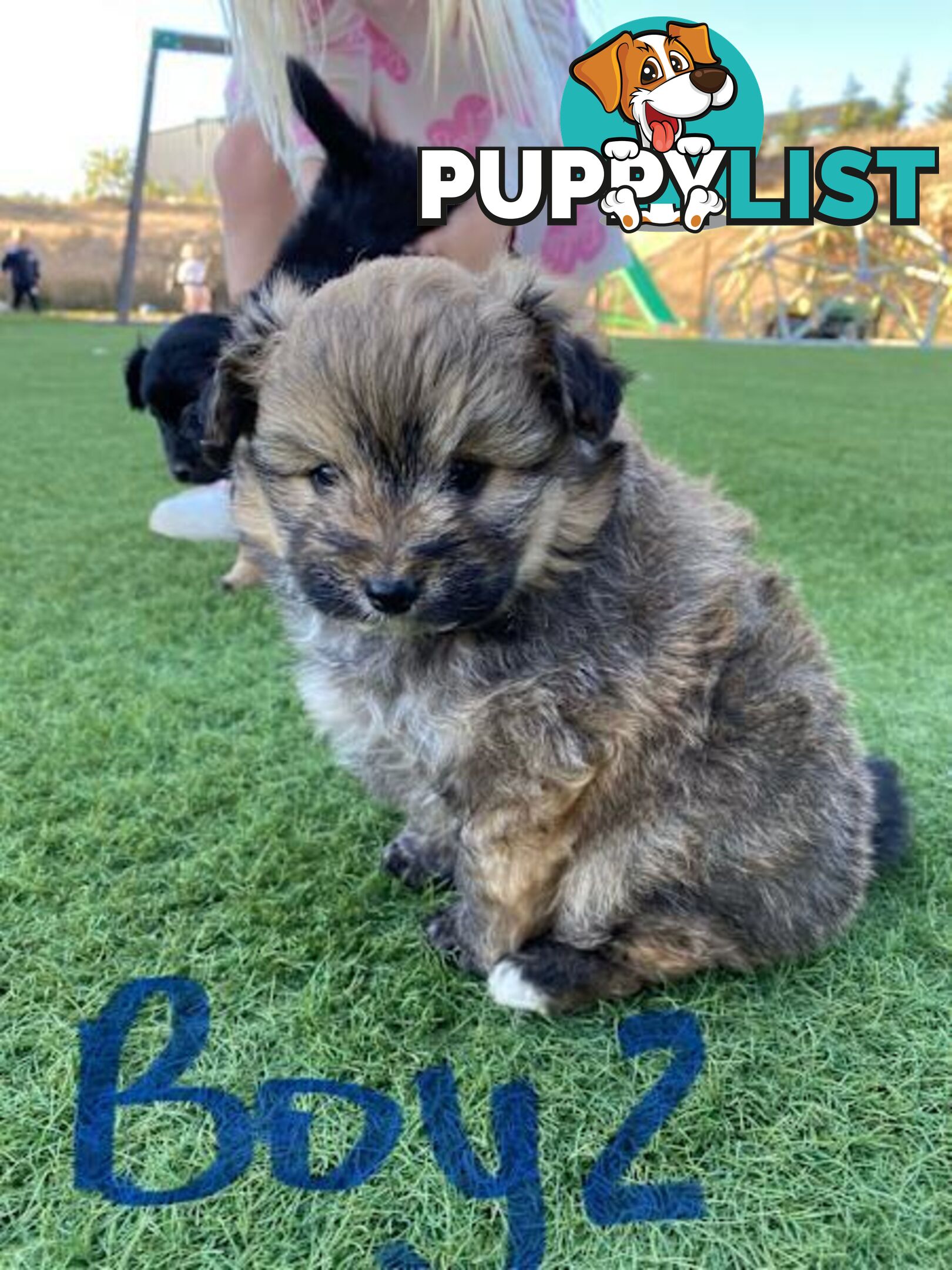 Pomeranian x  puppies