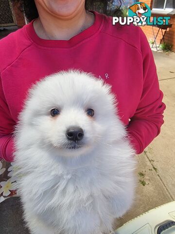 Pure Breed Japanese Spitz Pups