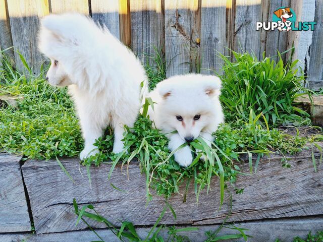 Pure Breed Japanese Spitz Pups