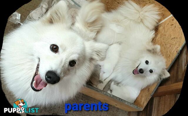 Pure Breed Japanese Spitz Pups