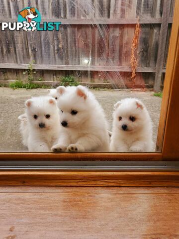 Pure Breed Japanese Spitz Pups