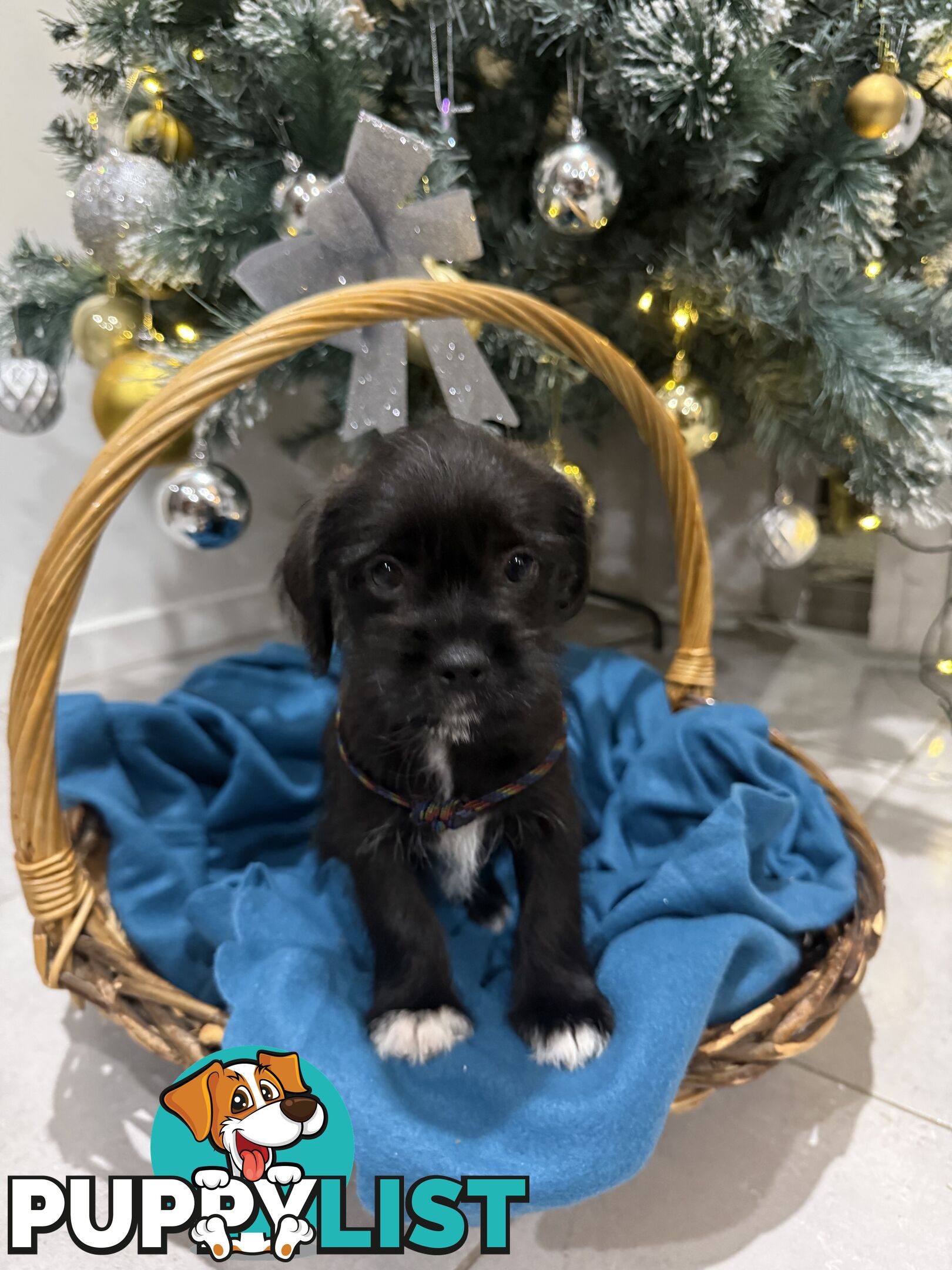 Schnau-Tzu (Miniature Schnauzer &amp; Shih Tzu Mix)