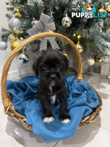 Schnau-Tzu (Miniature Schnauzer &amp; Shih Tzu Mix)