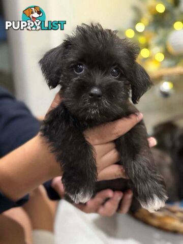 Schnau-Tzu (Miniature Schnauzer &amp; Shih Tzu Mix)