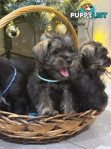 Schnau-Tzu (Miniature Schnauzer &amp; Shih Tzu Mix)