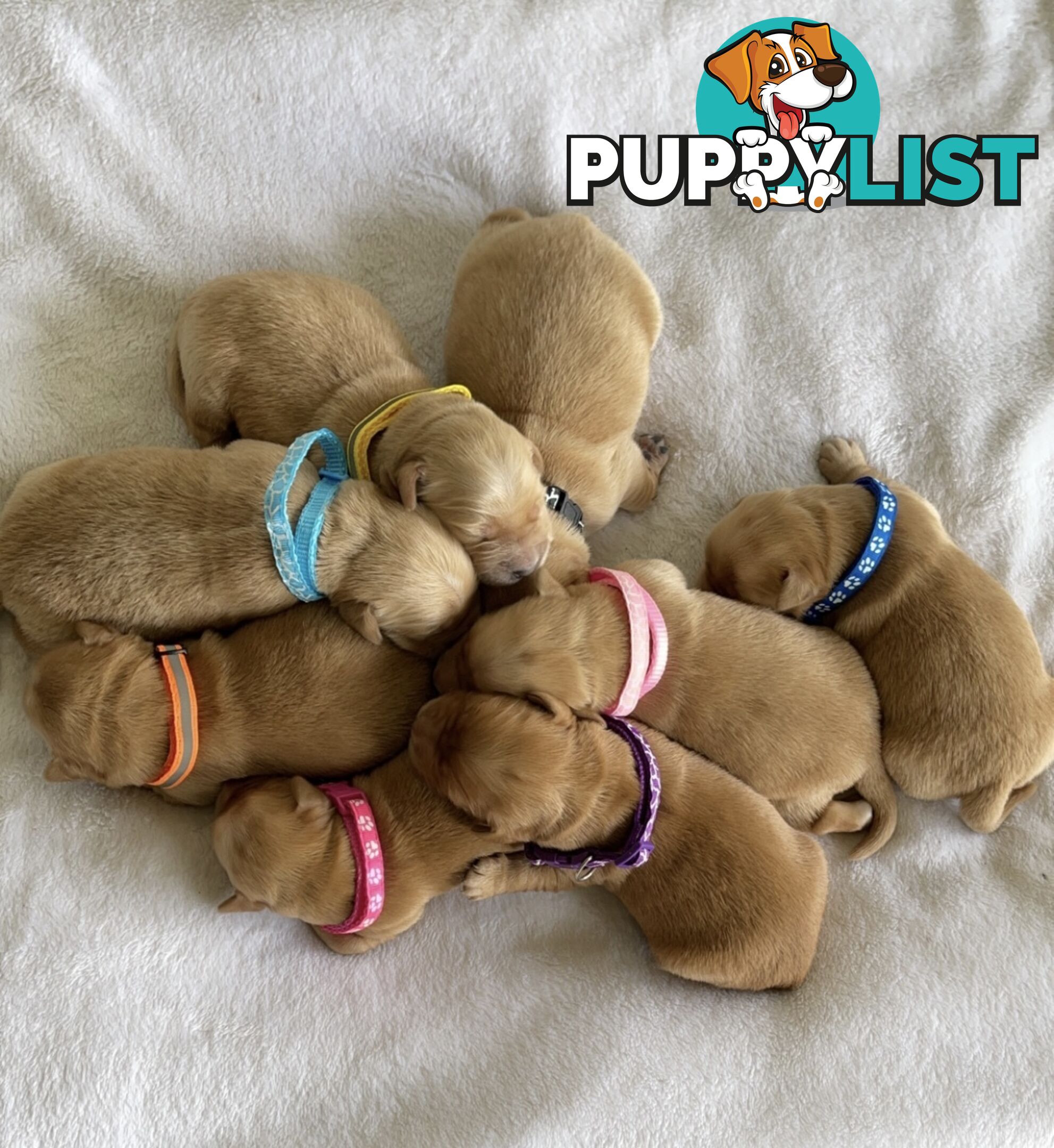 Beautiful dark  purebred golden retriever puppies