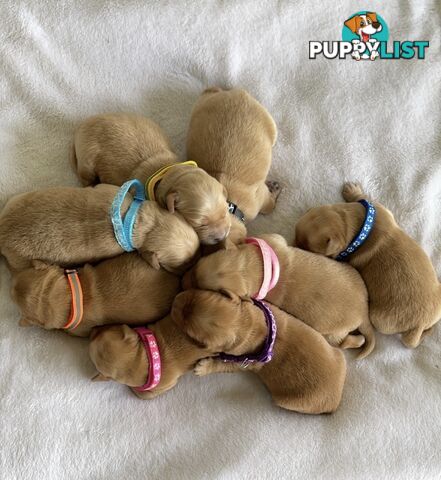 Beautiful dark  purebred golden retriever puppies