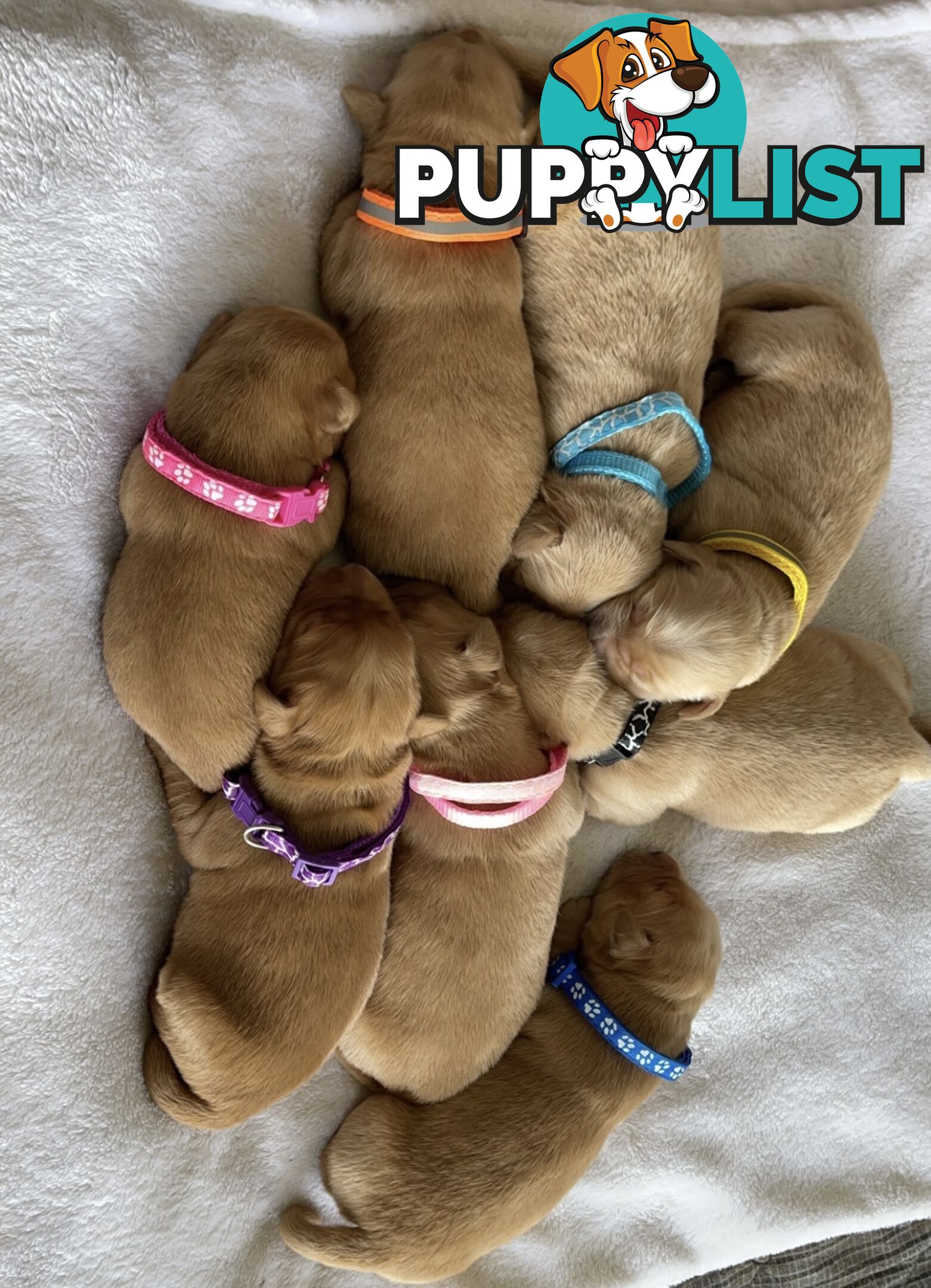 Beautiful dark  purebred golden retriever puppies