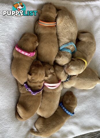 Beautiful dark  purebred golden retriever puppies