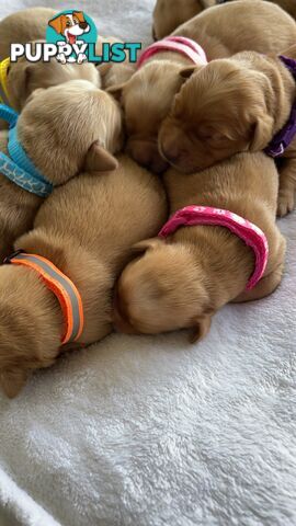 Beautiful dark  purebred golden retriever puppies