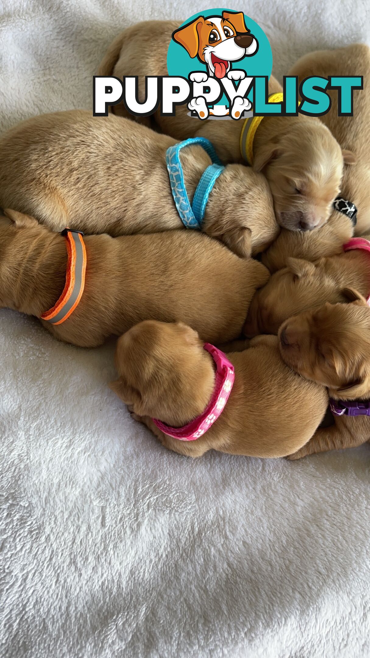 Beautiful dark  purebred golden retriever puppies