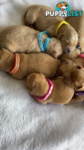 Beautiful dark  purebred golden retriever puppies