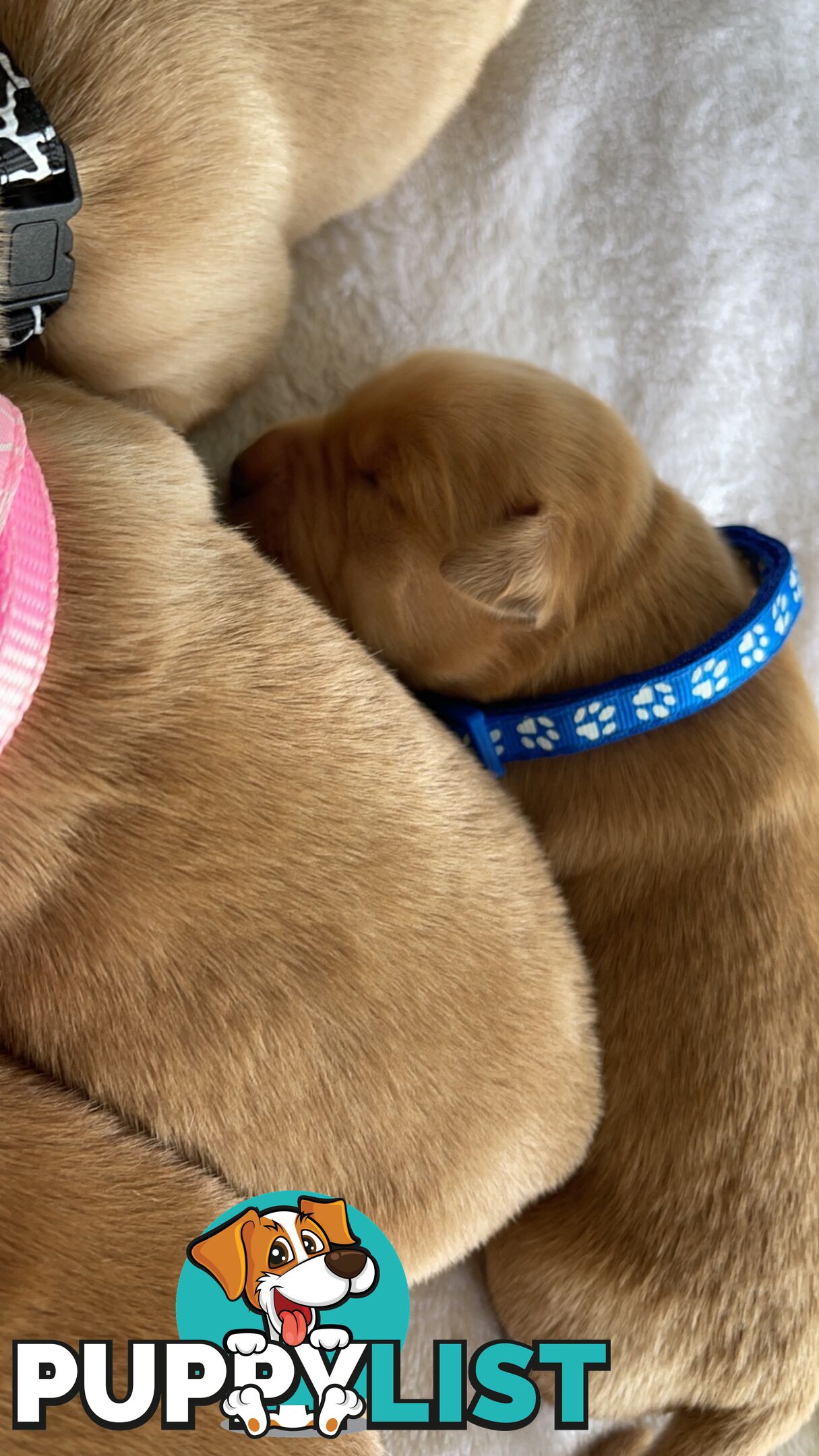 Beautiful dark  purebred golden retriever puppies