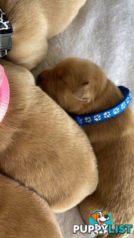 Beautiful dark  purebred golden retriever puppies