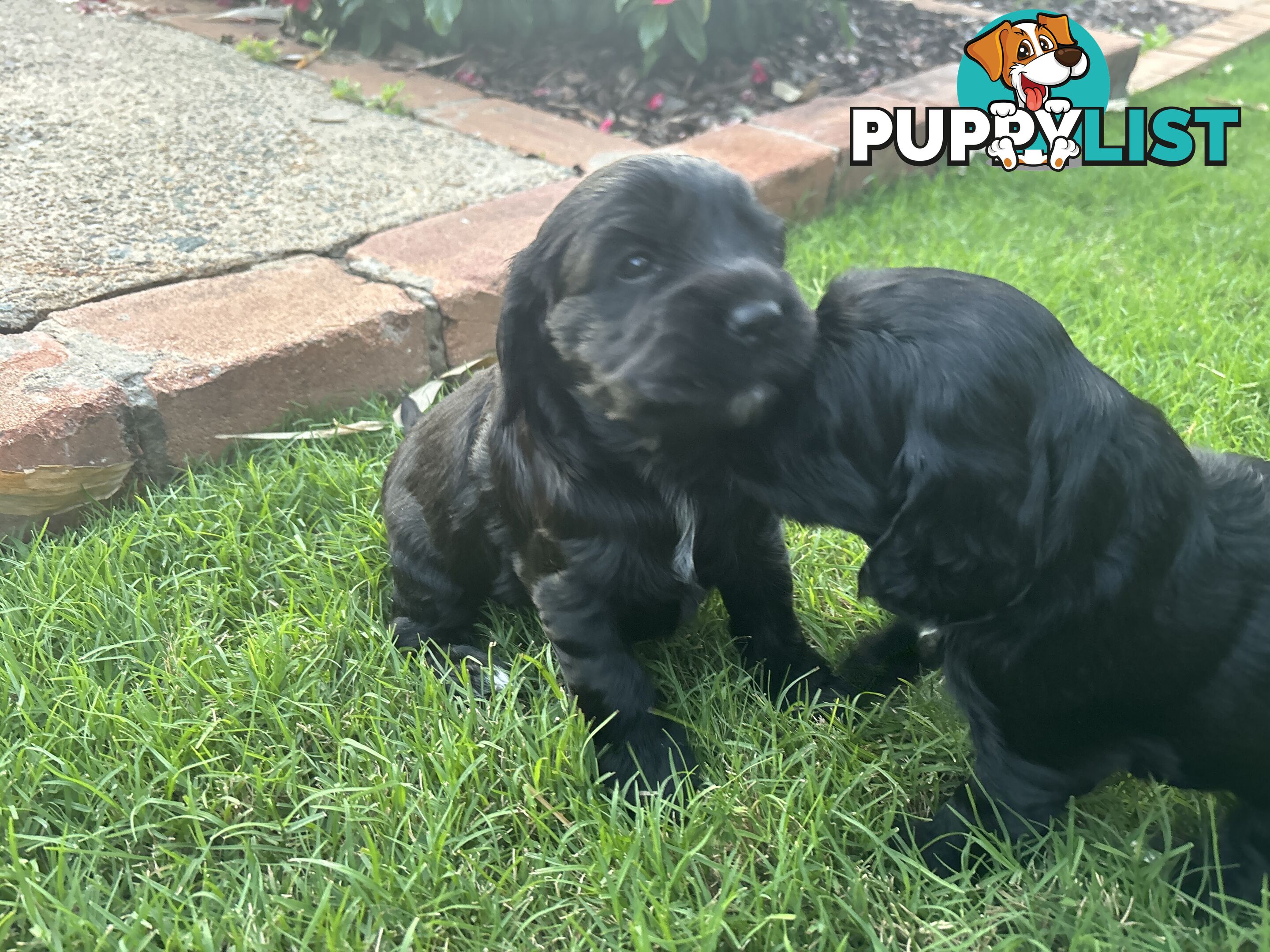 Purebred cocker spaniel puppies