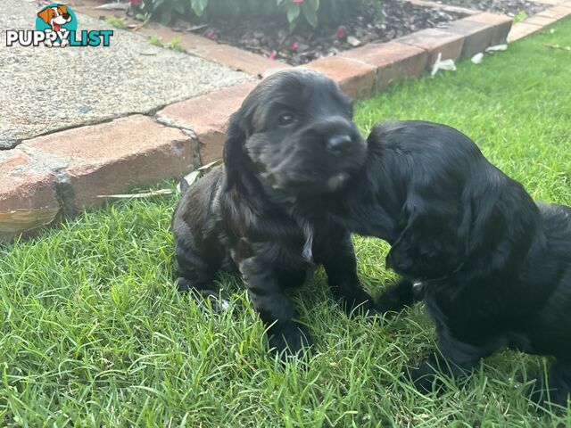 Purebred cocker spaniel puppies