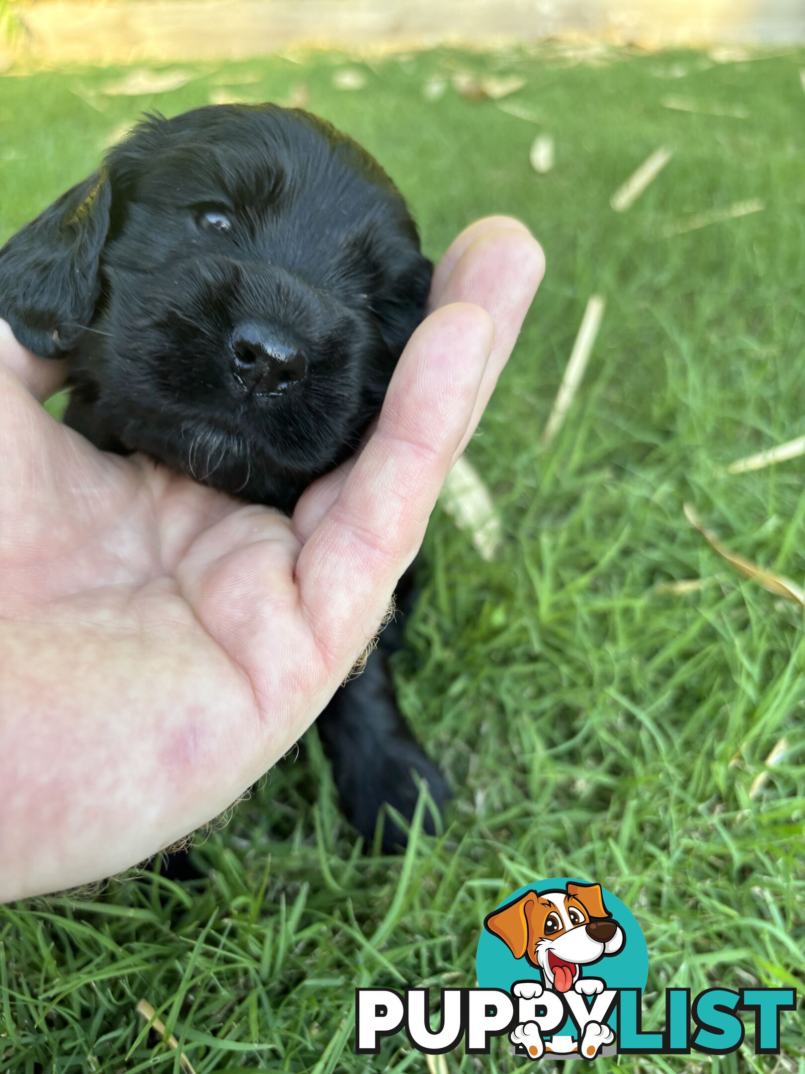 Purebred cocker spaniel puppies