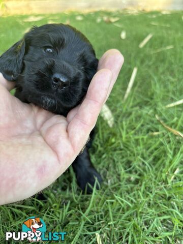 Purebred cocker spaniel puppies