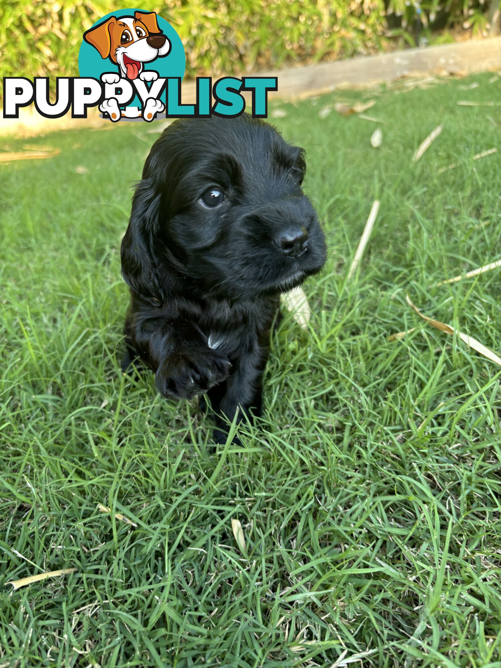 Purebred cocker spaniel puppies