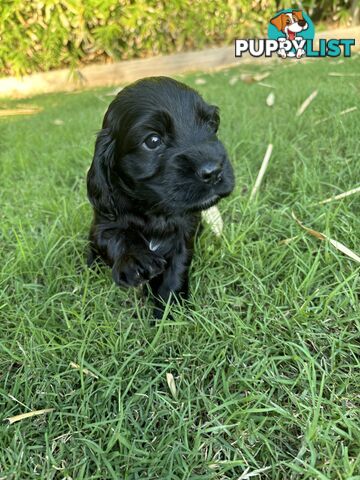 Purebred cocker spaniel puppies