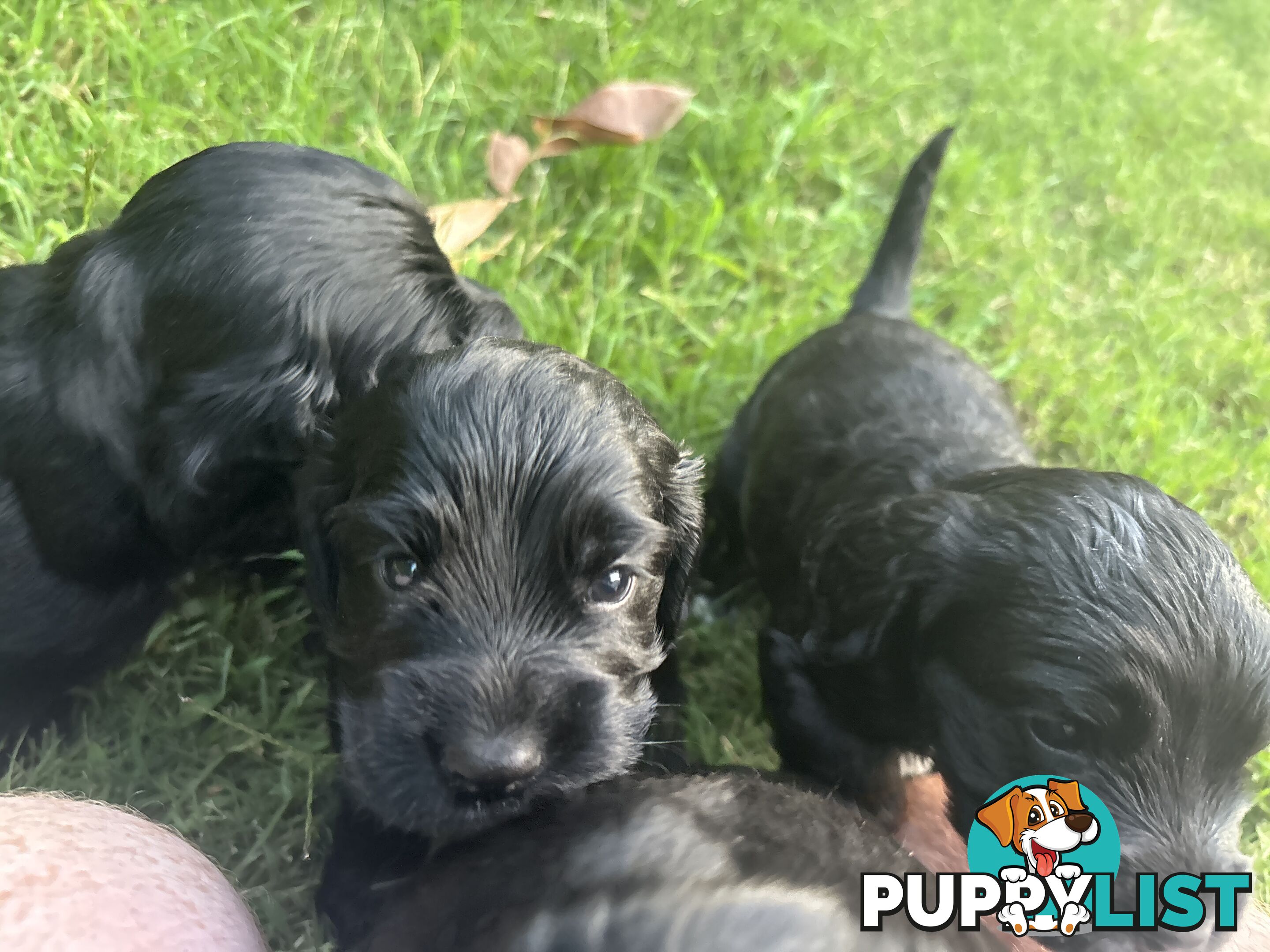 Purebred cocker spaniel puppies