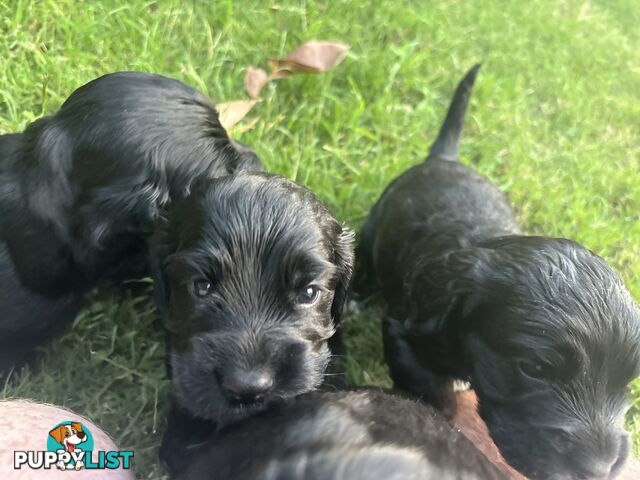 Purebred cocker spaniel puppies