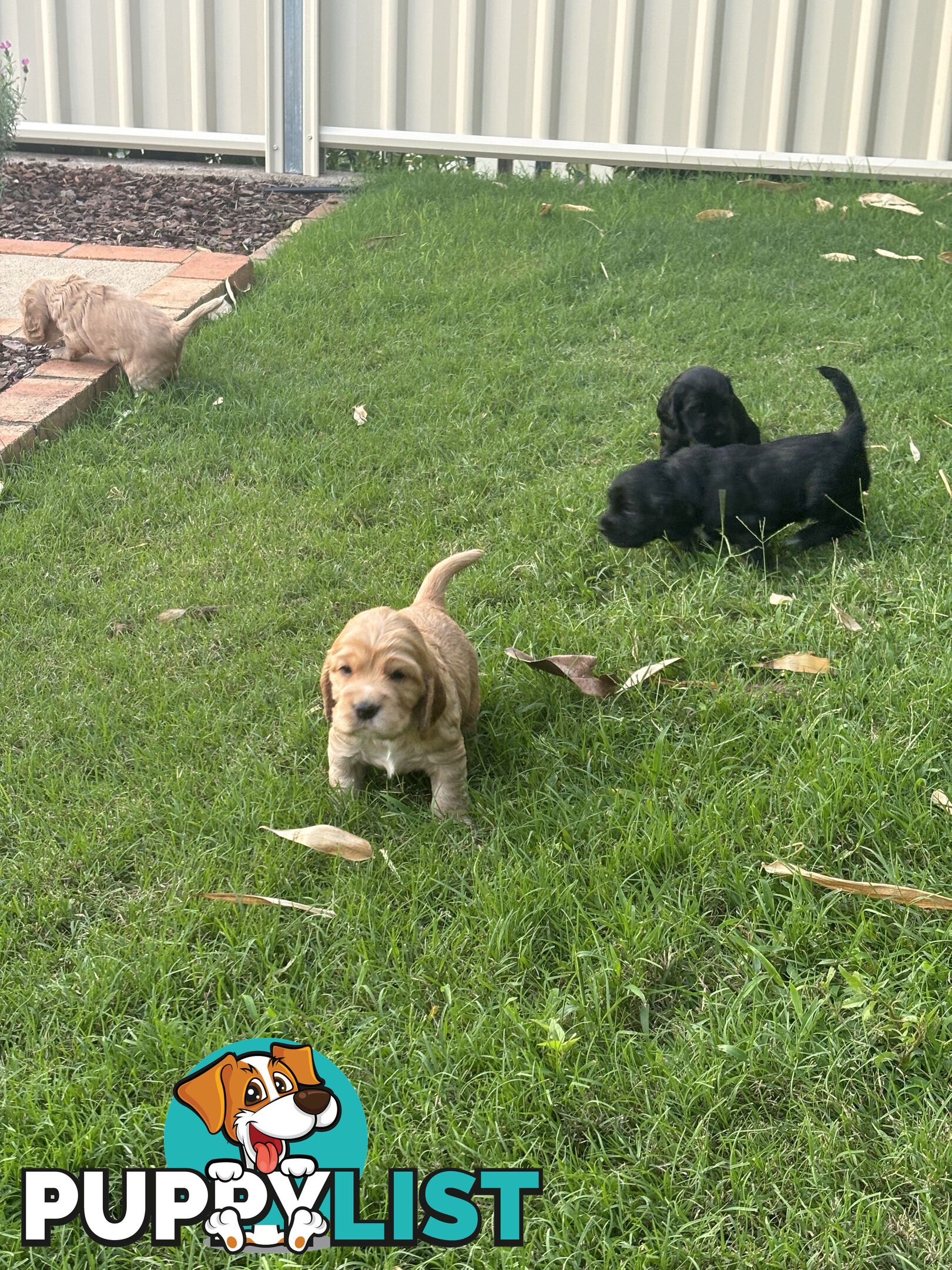 Purebred cocker spaniel puppies