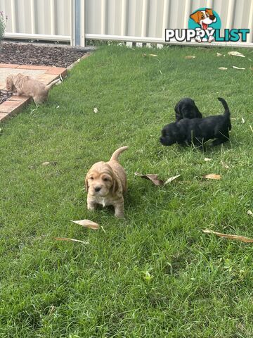 Purebred cocker spaniel puppies