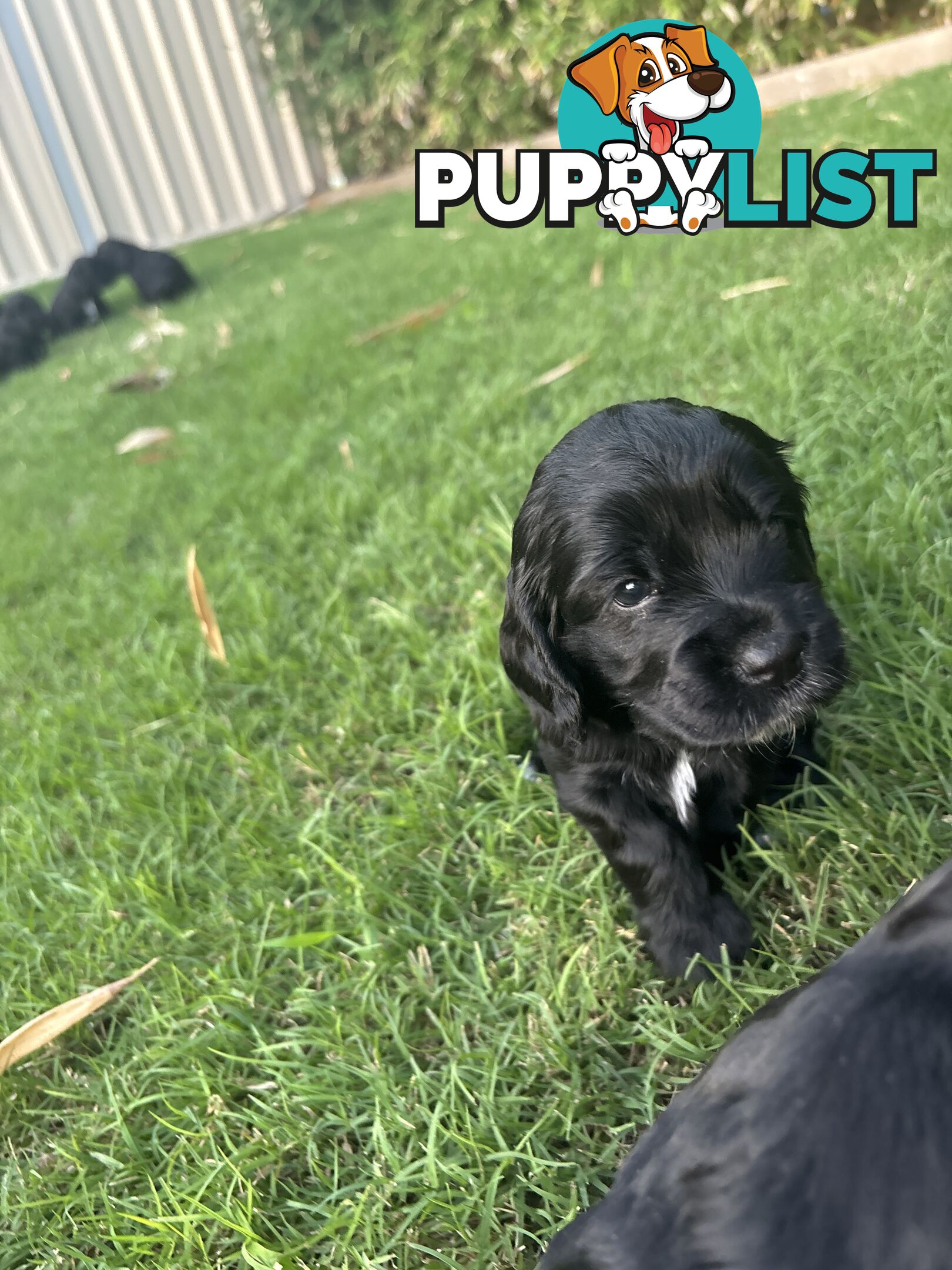 Purebred cocker spaniel puppies