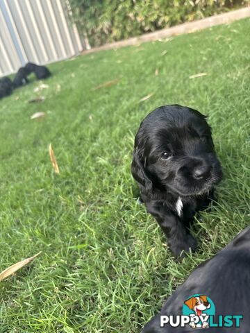 Purebred cocker spaniel puppies