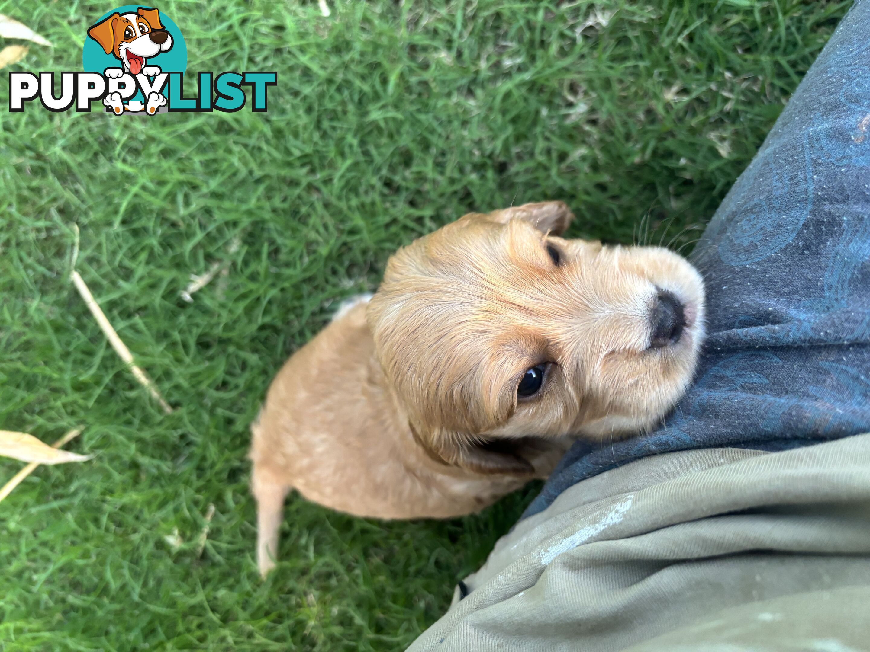 Purebred cocker spaniel puppies