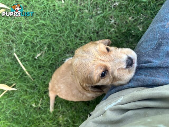 Purebred cocker spaniel puppies