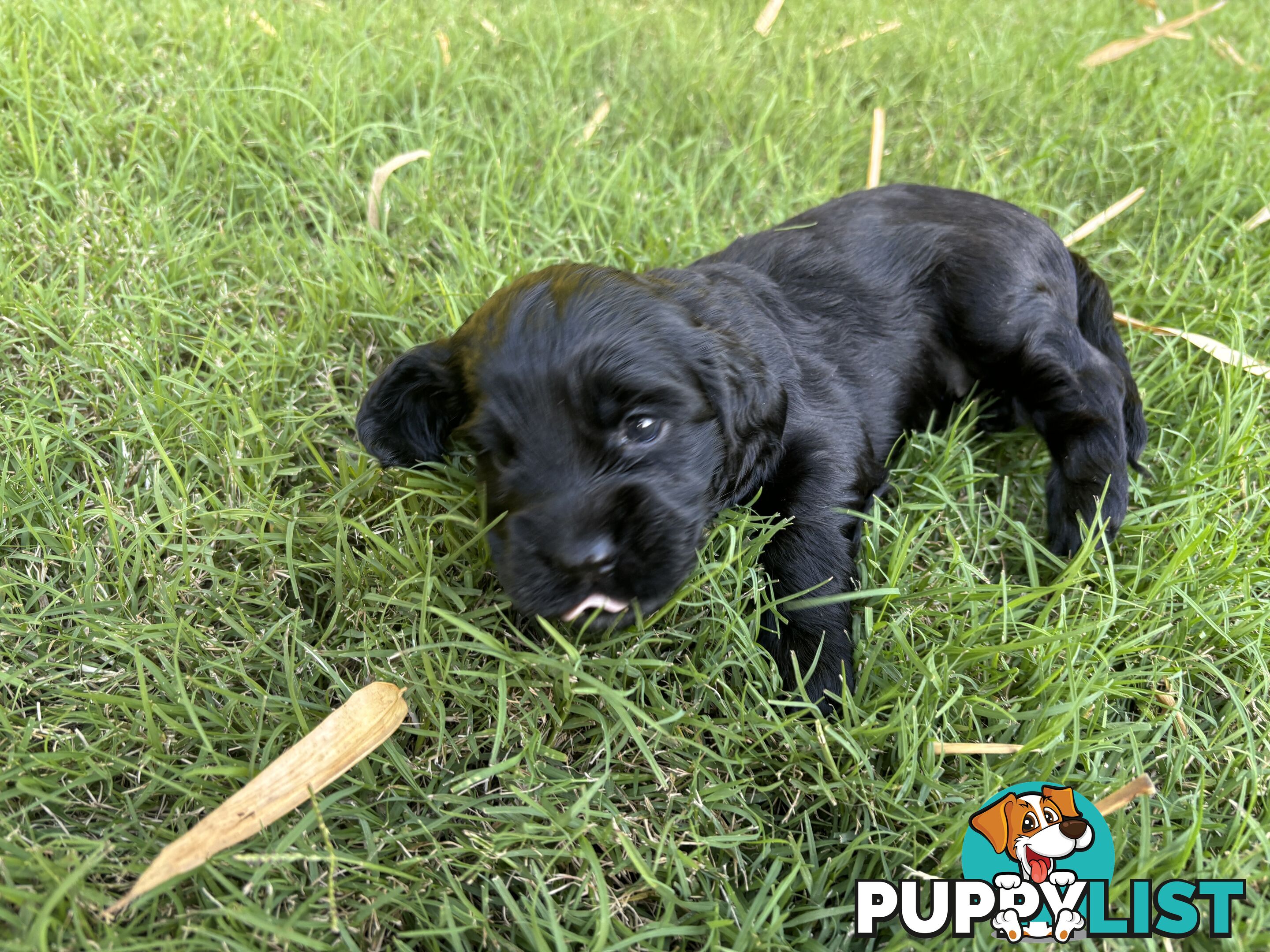 Purebred cocker spaniel puppies