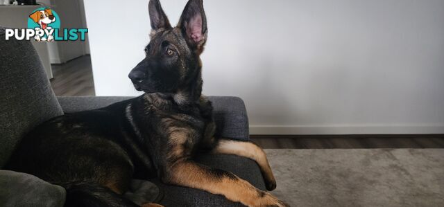 Beautiful prue bred german shepherd puppy