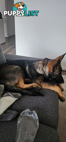 Beautiful prue bred german shepherd puppy